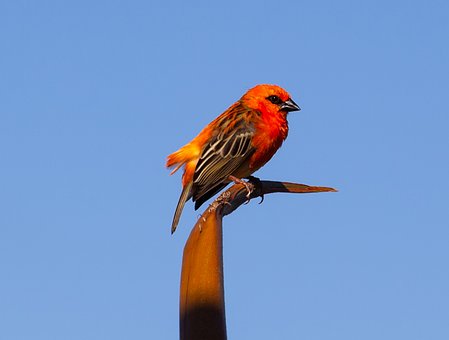 red-fody-4497185__340.jpg