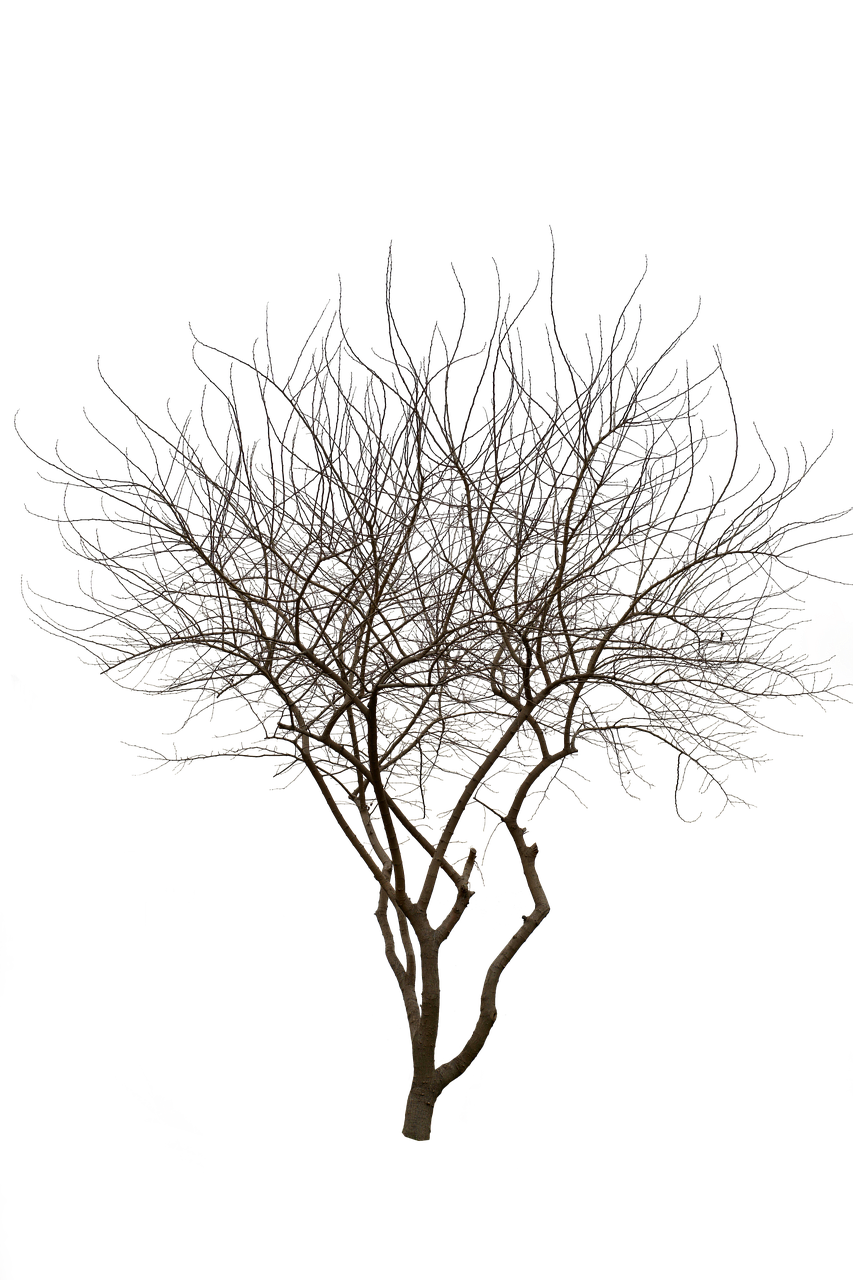 Download Tree Nature Scenery Royalty-Free Stock Illustration Image ...