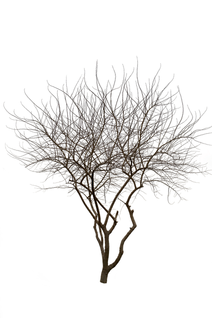 Free Tree Nature illustration and picture