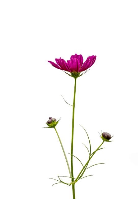 Free Flower Cosmos illustration and picture