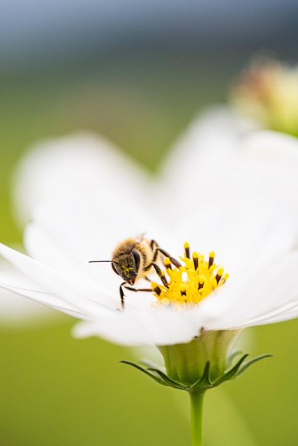 Free Cosmos Beautiful Flowers photo and picture