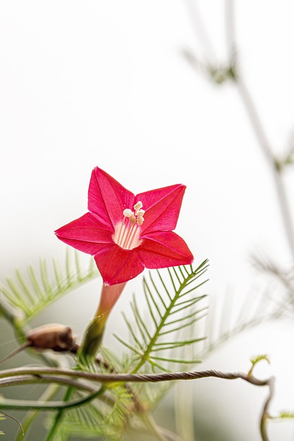 Free Flower Beautiful Flowers photo and picture