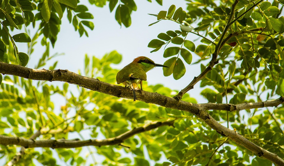 Memancing Burung Ikan Berburu Foto Gratis Di Pixabay
