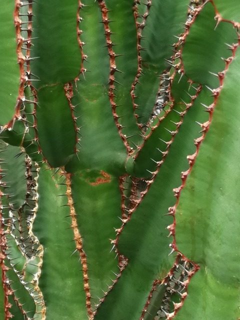 Free Cactus Greenhouse photo and picture
