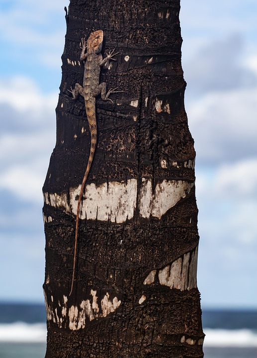 Mauritius Gecko Hagedis Gratis foto op Pixabay Pixabay
