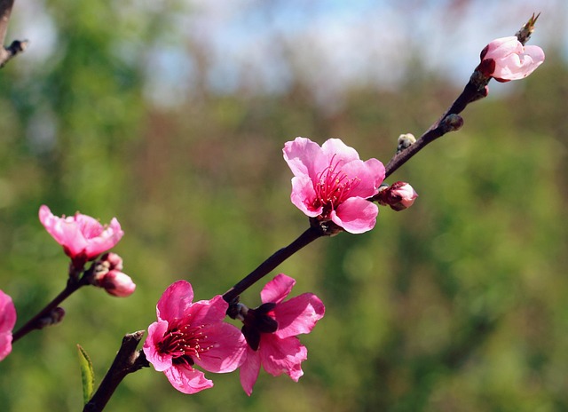 Free Cherry Blossoms Blossom photo and picture