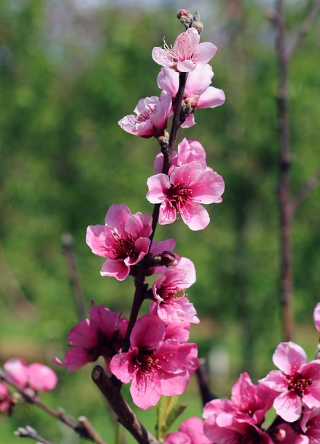 Free Cherry Blossoms Blossom photo and picture