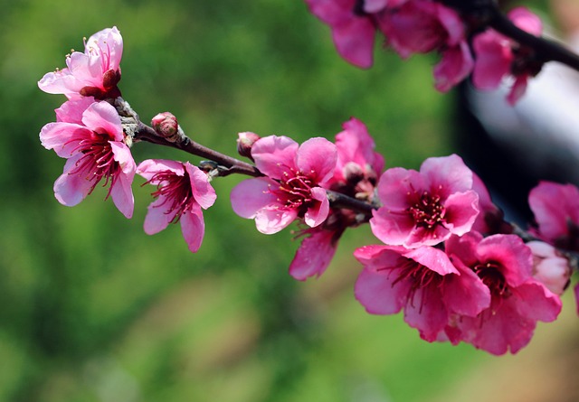 Free Cherry Blossoms Blossom photo and picture