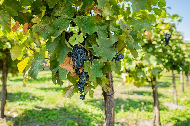 Weintrauben, Weinstock, Rebe, Weingarten