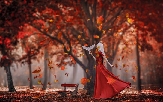 Herbst, Rot, Taube, Blätter, Natur, Wald