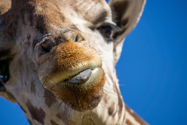 Free Giraffe Wild photo and picture