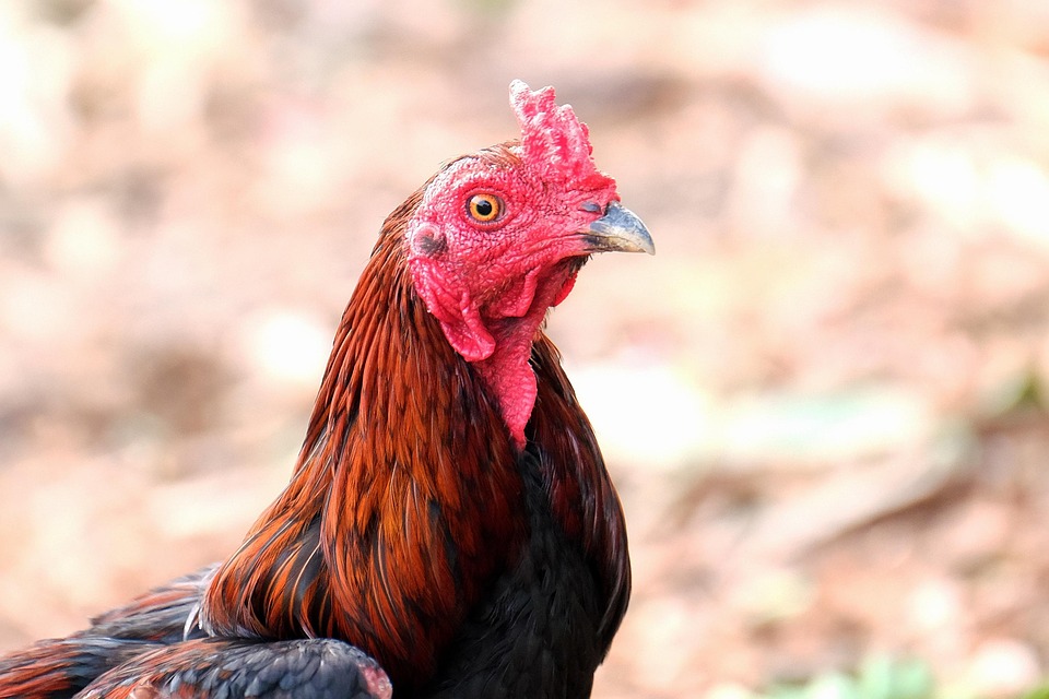 850 Koleksi Gambar Burung Kepala Ayam HD