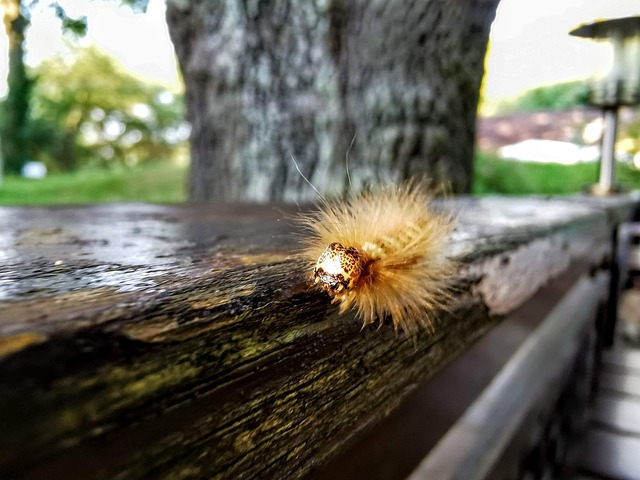 Free Caterpillar Nature photo and picture