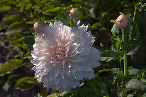 Free Dahlia Flower photo and picture