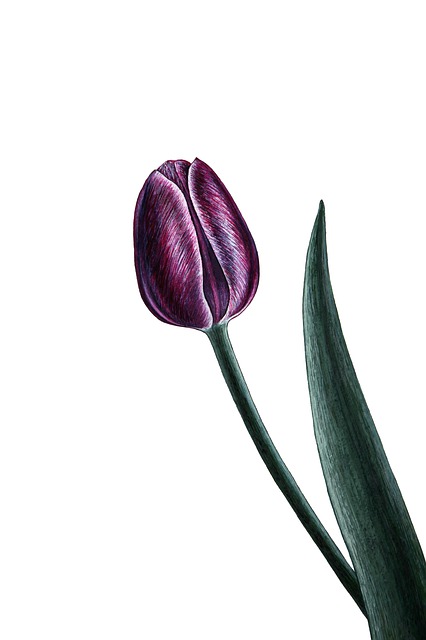 Lilla, En, Forår, Blomst, Blomstre