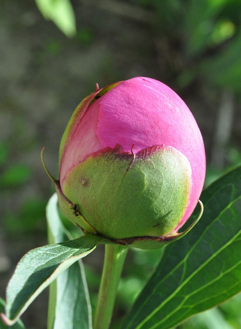 Photo Fleur Rond Rond Fleur Plante - Photo gratuite sur Pixabay - Pixabay