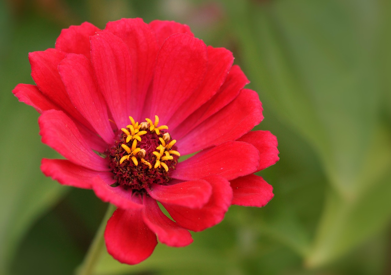 Red Flower - free online jigsaw puzzle photo