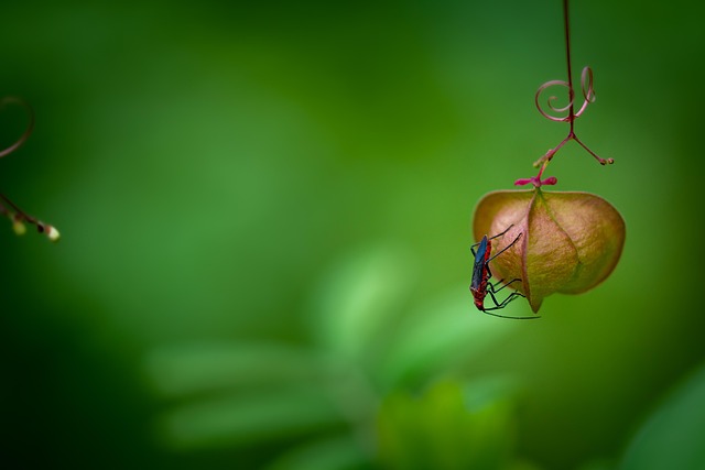 Käfer, Insekt, Einfügung, Blatt, Garten