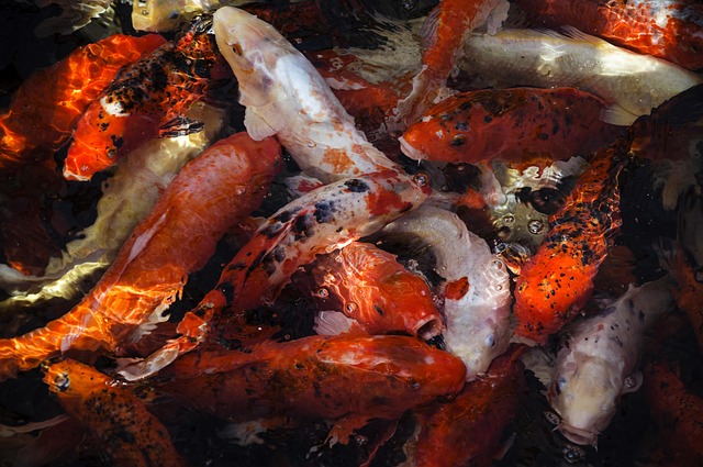 Free Fish Koi photo and picture