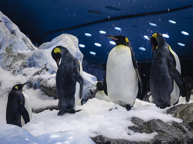Free Penguin Snow photo and picture