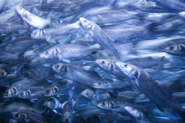 Free Fish Blue photo and picture