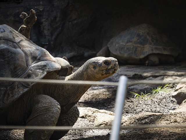 Free Tortoise Zoo photo and picture