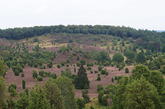 Free Landscape Heather photo and picture