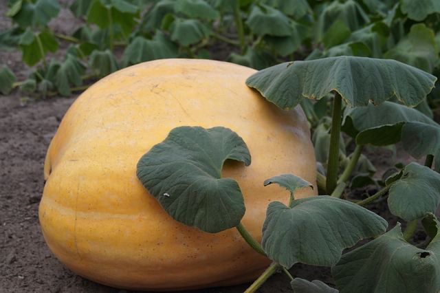 Free Pumpkin Field photo and picture