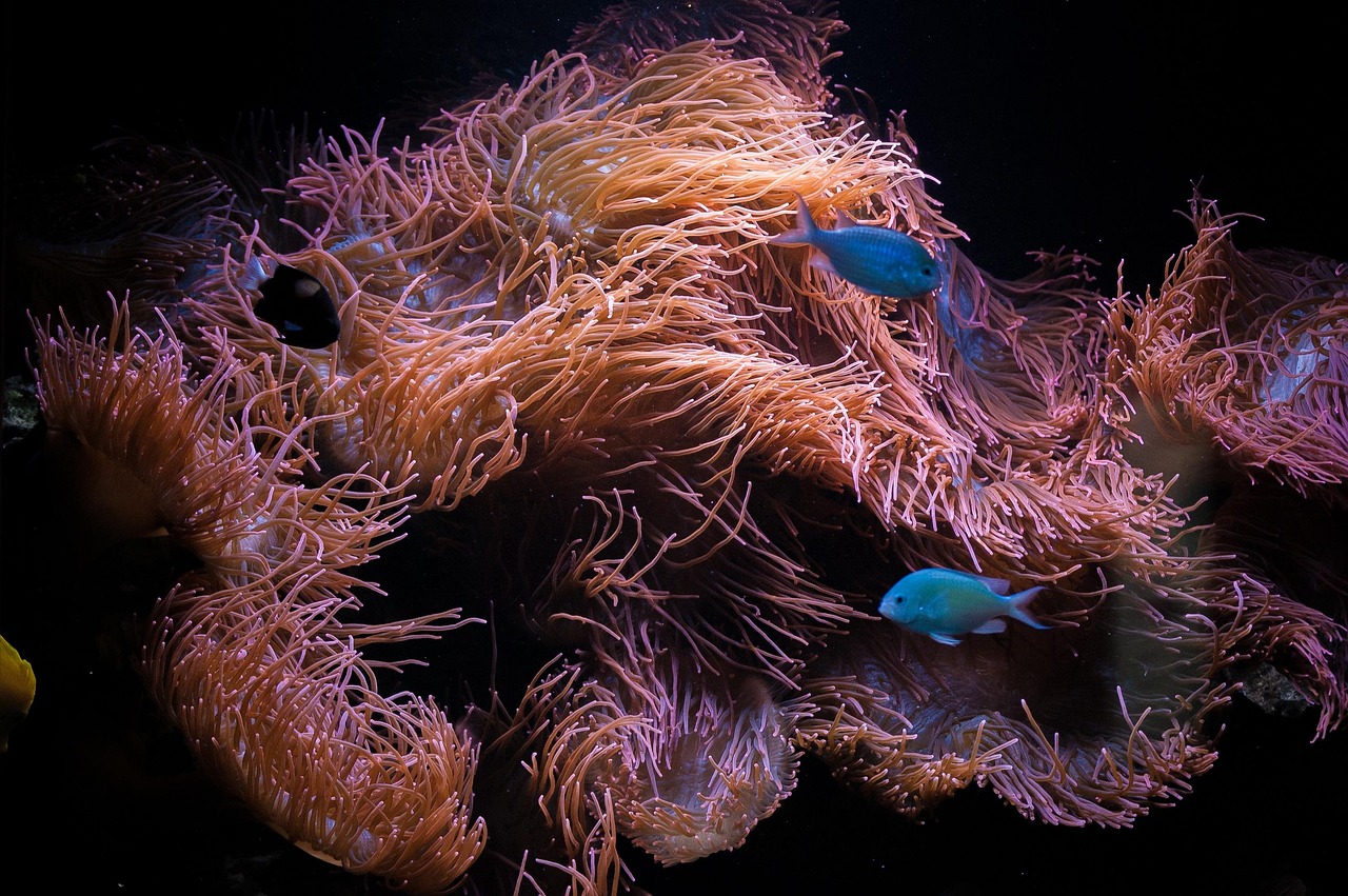 Aquarium - free online jigsaw puzzle photo