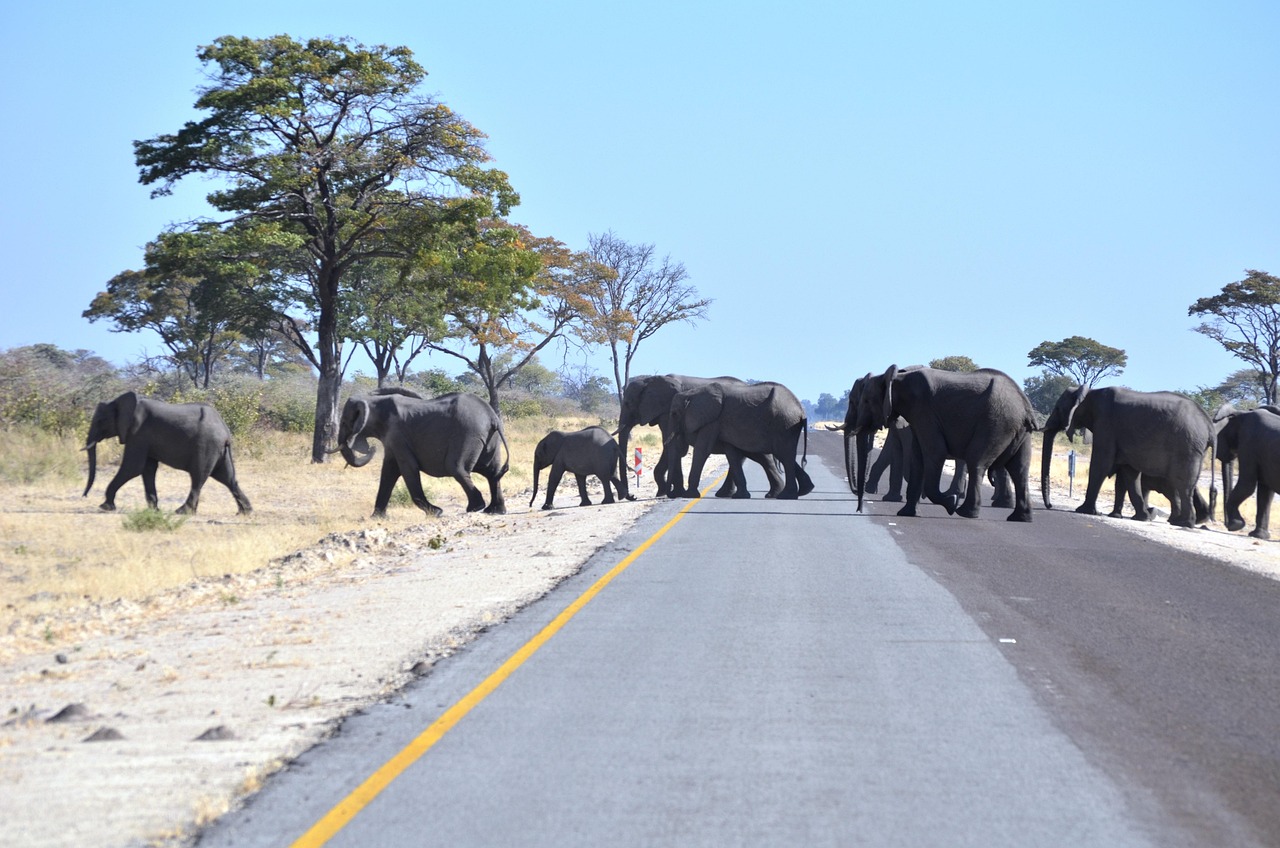 Elephants - free online jigsaw puzzle photo
