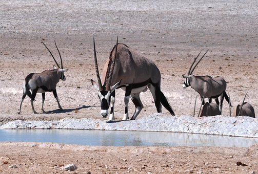 Free Oryx Antelope photo and picture