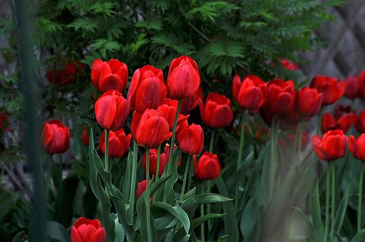 TULIPANI ROSSI IMMAGINI DA SCARICARE