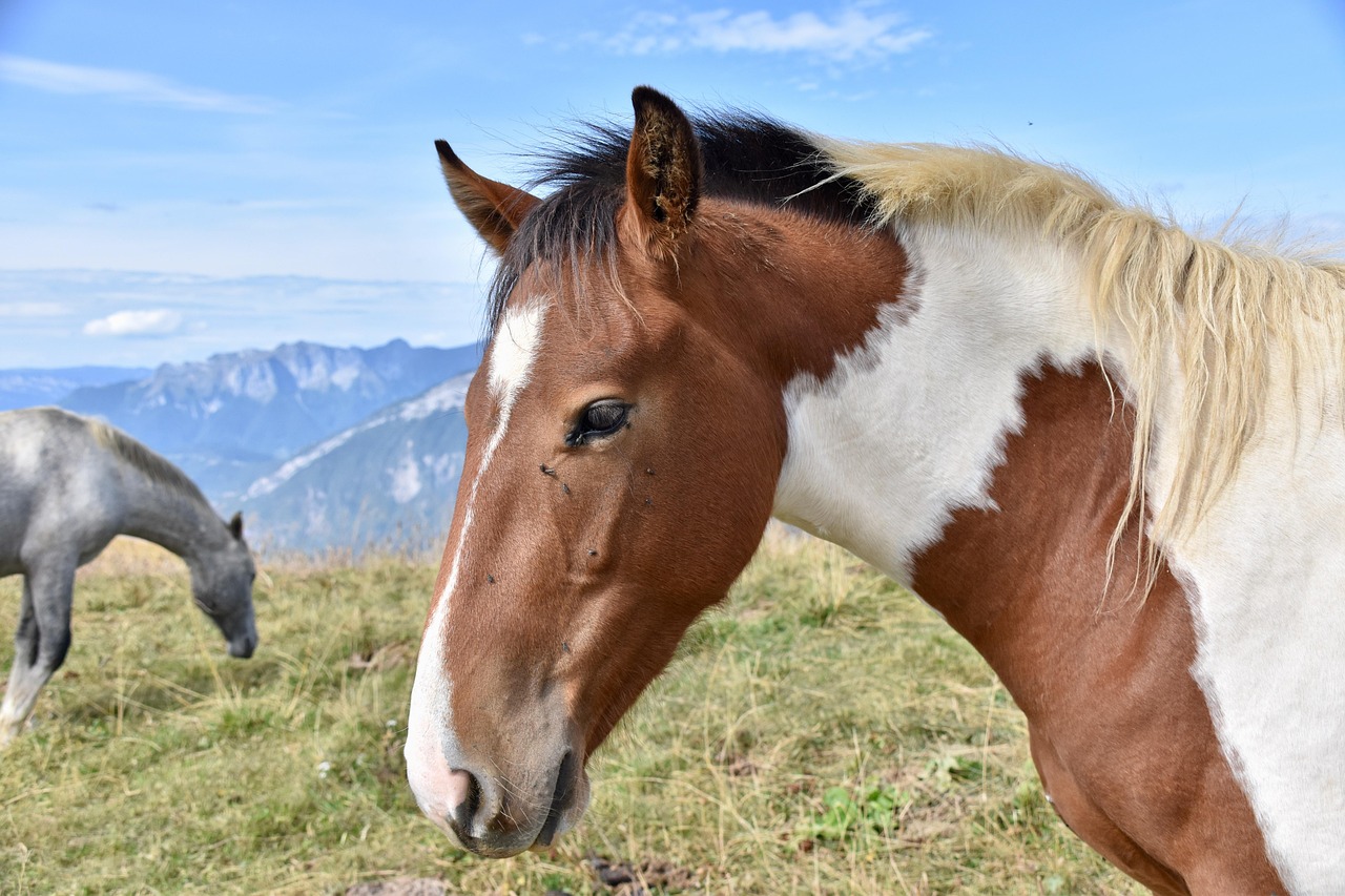Horse - free online jigsaw puzzle photo