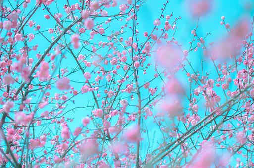 Free Fragrant Snow Sea Beautiful Flowers photo and picture
