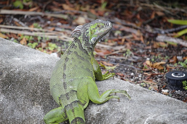 Free Iguana Green photo and picture