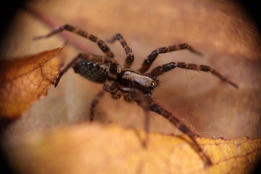 Free Spider Arachnid photo and picture