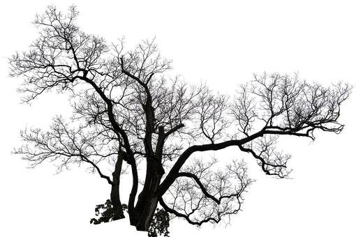 Free Tree Old Tree illustration and picture