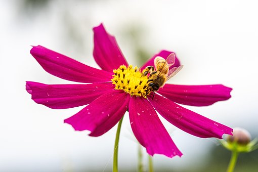 Free Bee Cosmos photo and picture