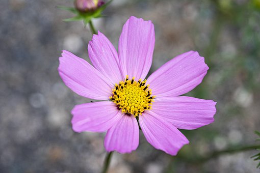 Free Cosmos Autumn photo and picture