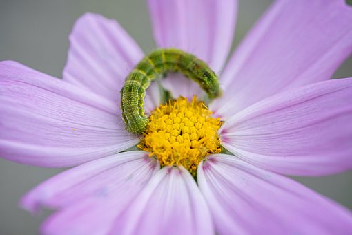 Free Cosmos Beautiful Flowers photo and picture