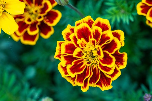 Free Flower Nature photo and picture