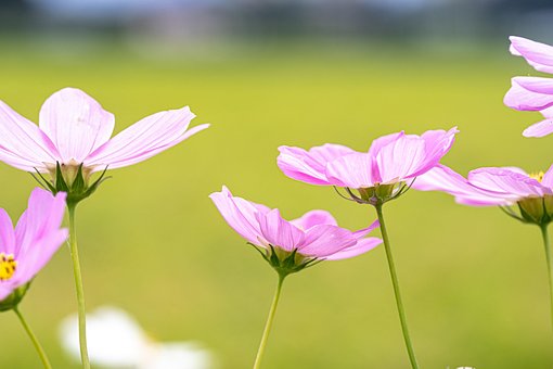 Free Cosmos Flower photo and picture