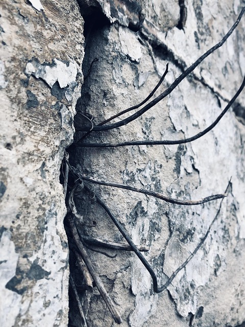 Mauer, Pflanze, Natur, Wand