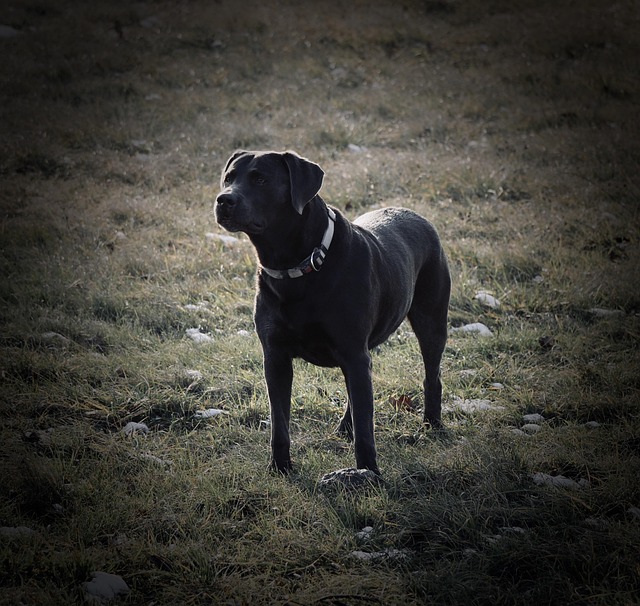 Labrador, Hund, Haustier, Porträt, Rasse