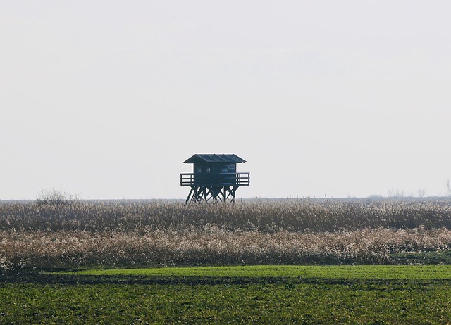 Schilf, Neusiedlersee, Natur, Burgenland
