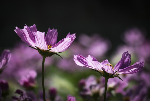 Púrpura, Papel Pintado De Flores