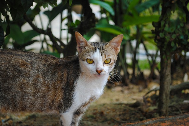 Gato, Animal, Gatito, Mascota, Pelo