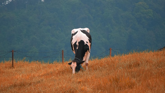 Free Grass Cow photo and picture