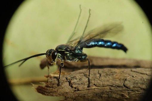 Free Insect Nature photo and picture