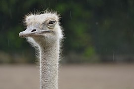 Ostrich, Animal, Zoo, Rain, Bird